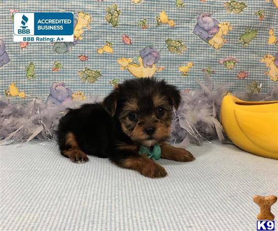 little paws kennel Picture 1